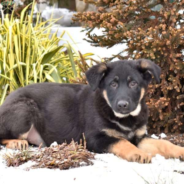 Piper, German Shepherd Puppy
