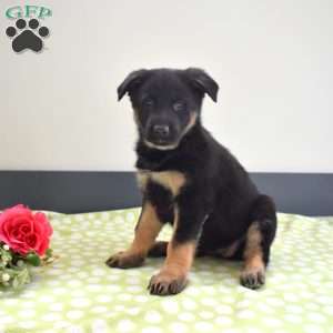 Piper, German Shepherd Puppy