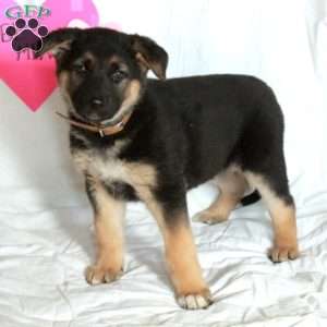 Piper, German Shepherd Puppy