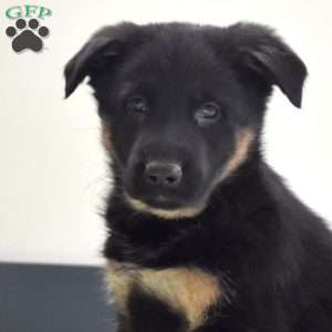 Piper, German Shepherd Puppy