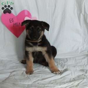 Piper, German Shepherd Puppy