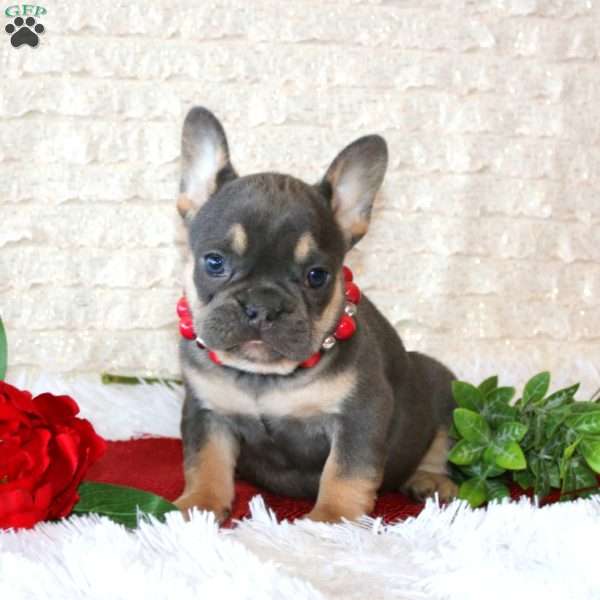 Piper, French Bulldog Puppy