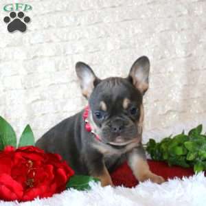Piper, French Bulldog Puppy