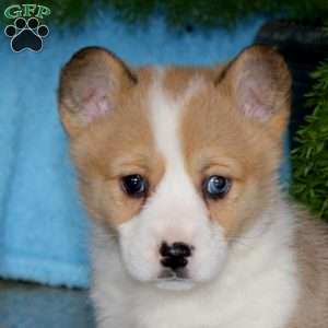 Piper, Pembroke Welsh Corgi Puppy