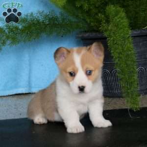 Piper, Pembroke Welsh Corgi Puppy