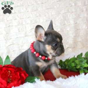 Piper, French Bulldog Puppy