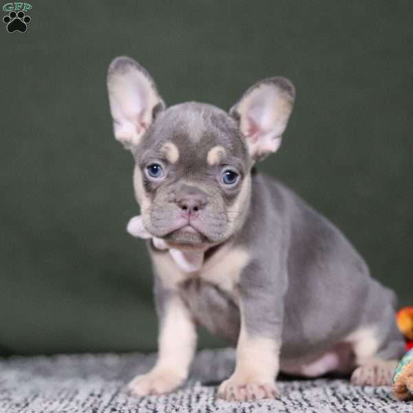 Pippa, French Bulldog Puppy