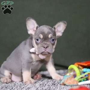 Pippa, French Bulldog Puppy