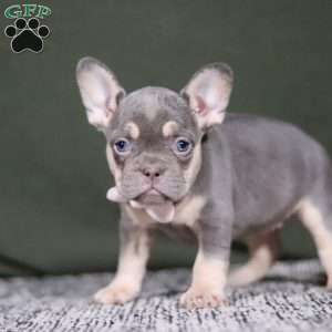 Pippa, French Bulldog Puppy