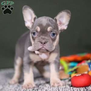 Pippa, French Bulldog Puppy