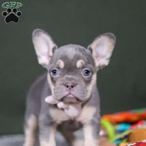 Pippa, French Bulldog Puppy