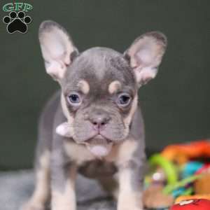 Pippa, French Bulldog Puppy