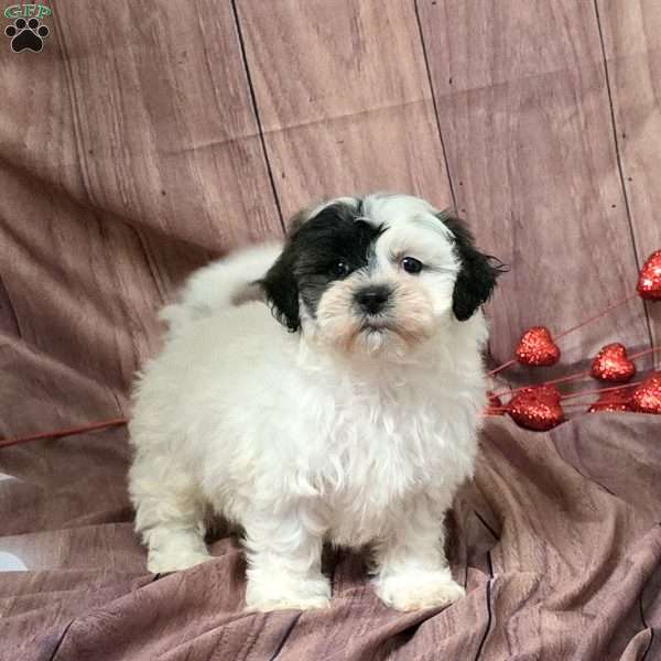 Pippa, Teddy Bear Puppy