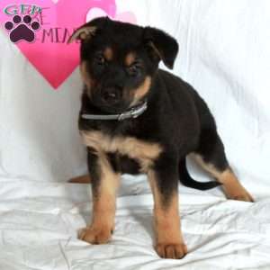 Pippa, German Shepherd Puppy