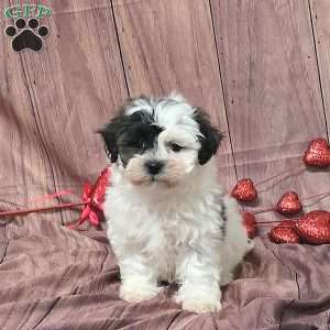 Pippa, Teddy Bear Puppy