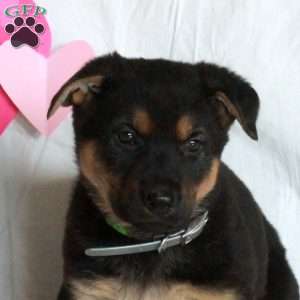 Pippa, German Shepherd Puppy