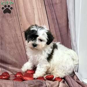 Pippa, Teddy Bear Puppy