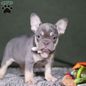 Pippa, French Bulldog Puppy