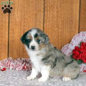 Pippin, Miniature Australian Shepherd Puppy
