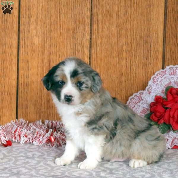 Pippin, Miniature Australian Shepherd Puppy