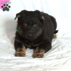 Pippin, German Shepherd Puppy