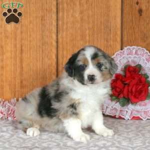 Pippin, Miniature Australian Shepherd Puppy
