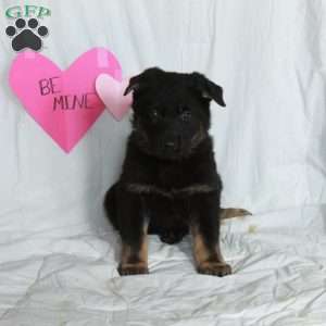 Pippin, German Shepherd Puppy