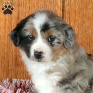 Pippin, Miniature Australian Shepherd Puppy