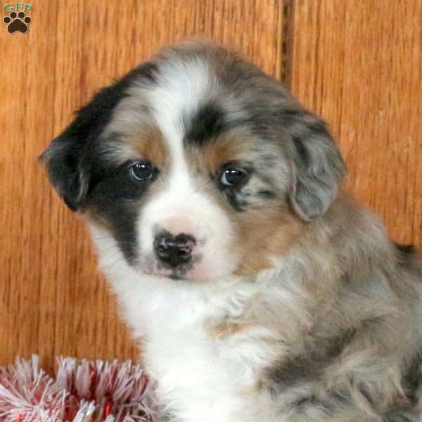 Pippin, Miniature Australian Shepherd Puppy