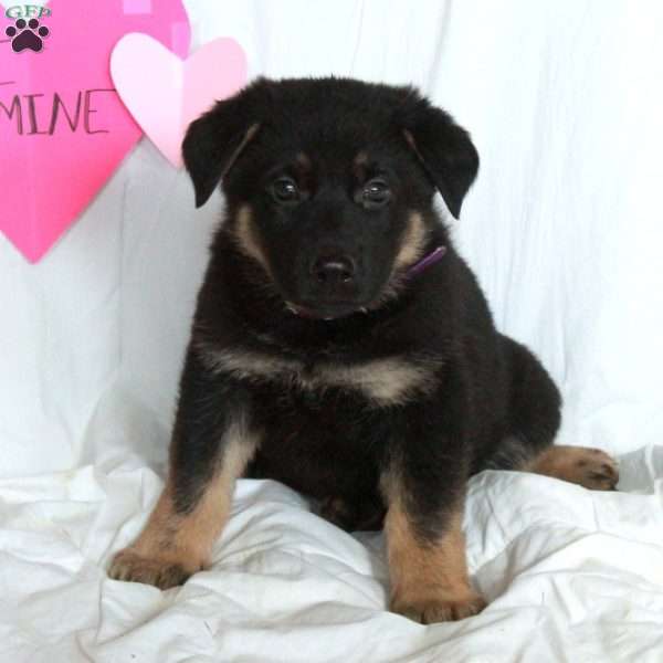 Poe, German Shepherd Puppy