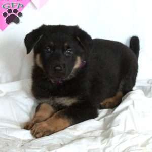 Poe, German Shepherd Puppy