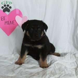 Poe, German Shepherd Puppy