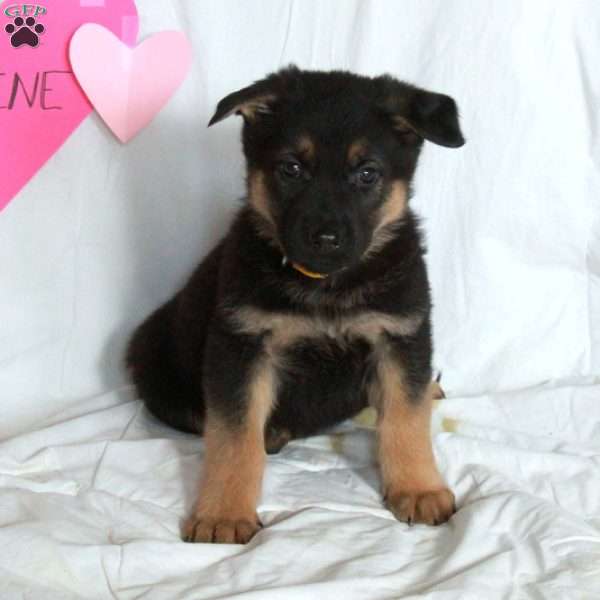 Poker, German Shepherd Puppy