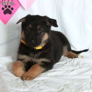 Poker, German Shepherd Puppy