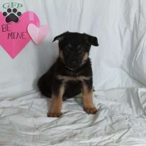 Poker, German Shepherd Puppy