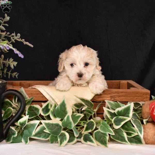 Polar, Maltipoo Puppy