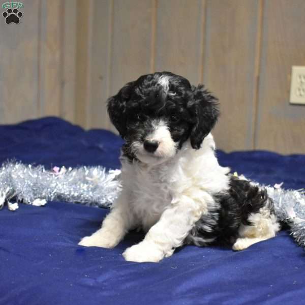 Polly, Cockapoo Puppy