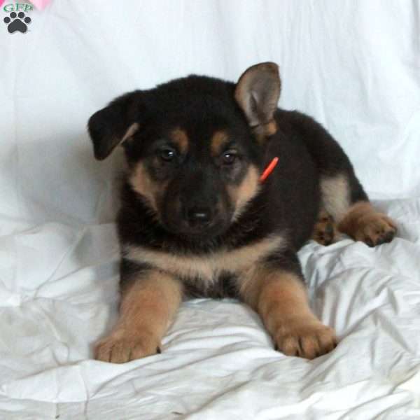 Polly, German Shepherd Puppy