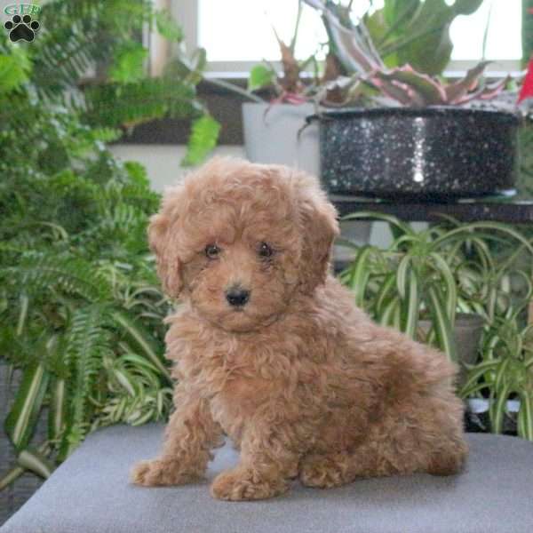 Polly, Miniature Poodle Puppy