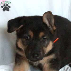 Polly, German Shepherd Puppy