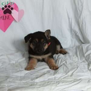 Polly, German Shepherd Puppy