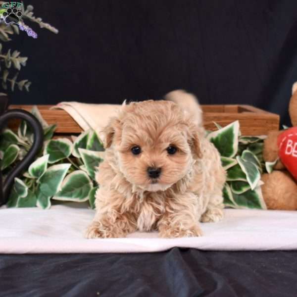 Polly, Maltipoo Puppy