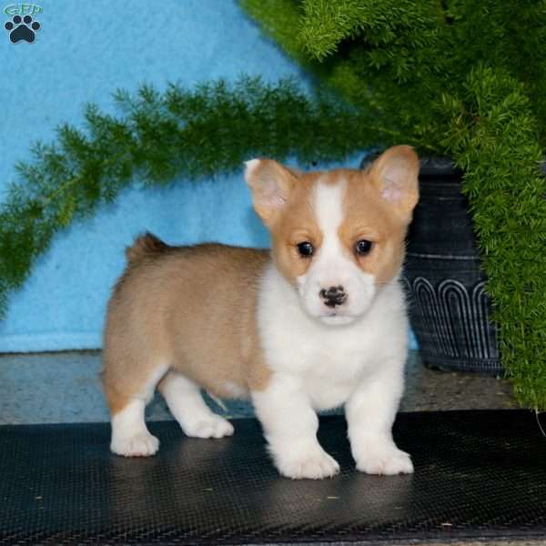 Pooch, Pembroke Welsh Corgi Puppy