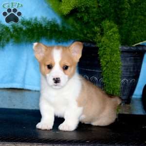 Pooch, Pembroke Welsh Corgi Puppy