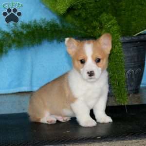 Pooch, Pembroke Welsh Corgi Puppy