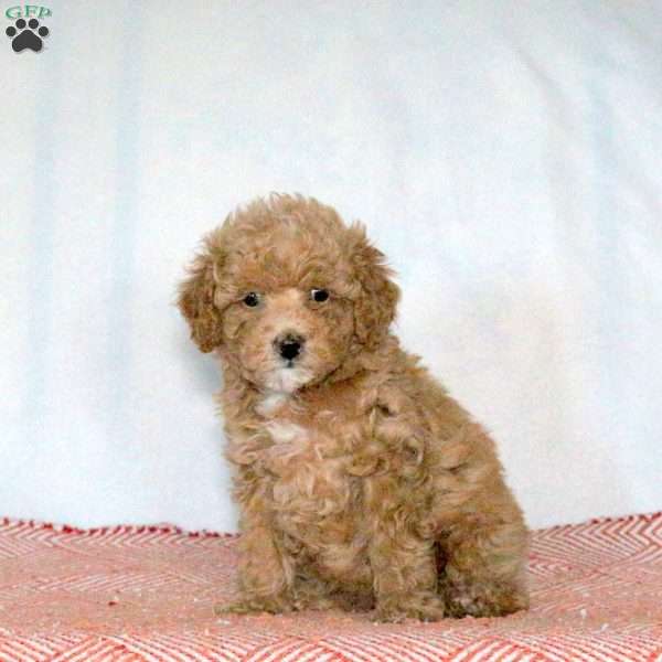 Poppi, Miniature Poodle Puppy
