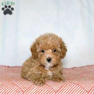 Poppi, Miniature Poodle Puppy