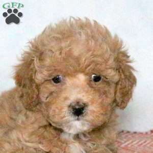 Poppi, Miniature Poodle Puppy