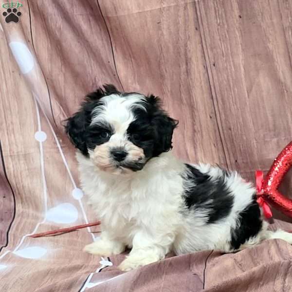 Poppy, Teddy Bear Puppy