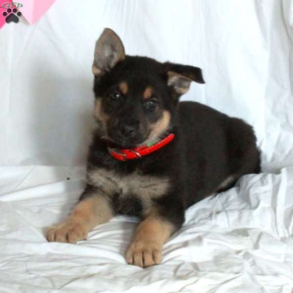 Poppy, German Shepherd Puppy